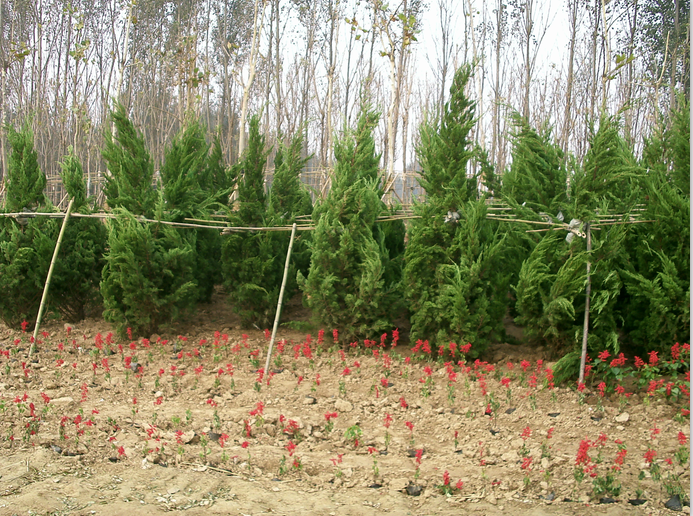 德州高鐵新區道路綠化工程